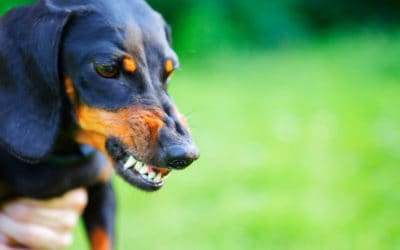 Why obedience training will not fix your dog’s behaviour problem