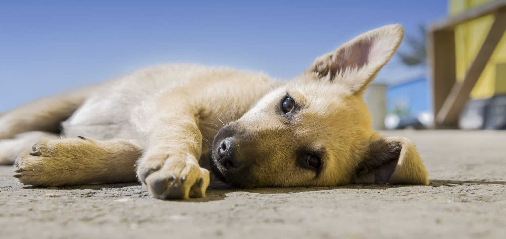 From Trash to Treasure: DIY Dog Toys for Boredom-Busting Fun - Tails We Win