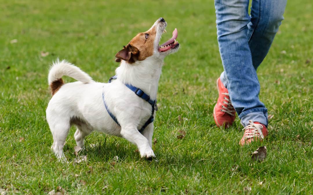 Reasons dog trainers get better results than the average dog owner
