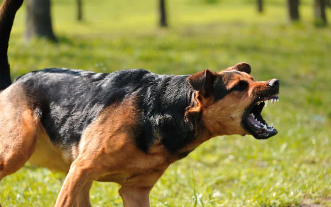 Dog barking and lunging