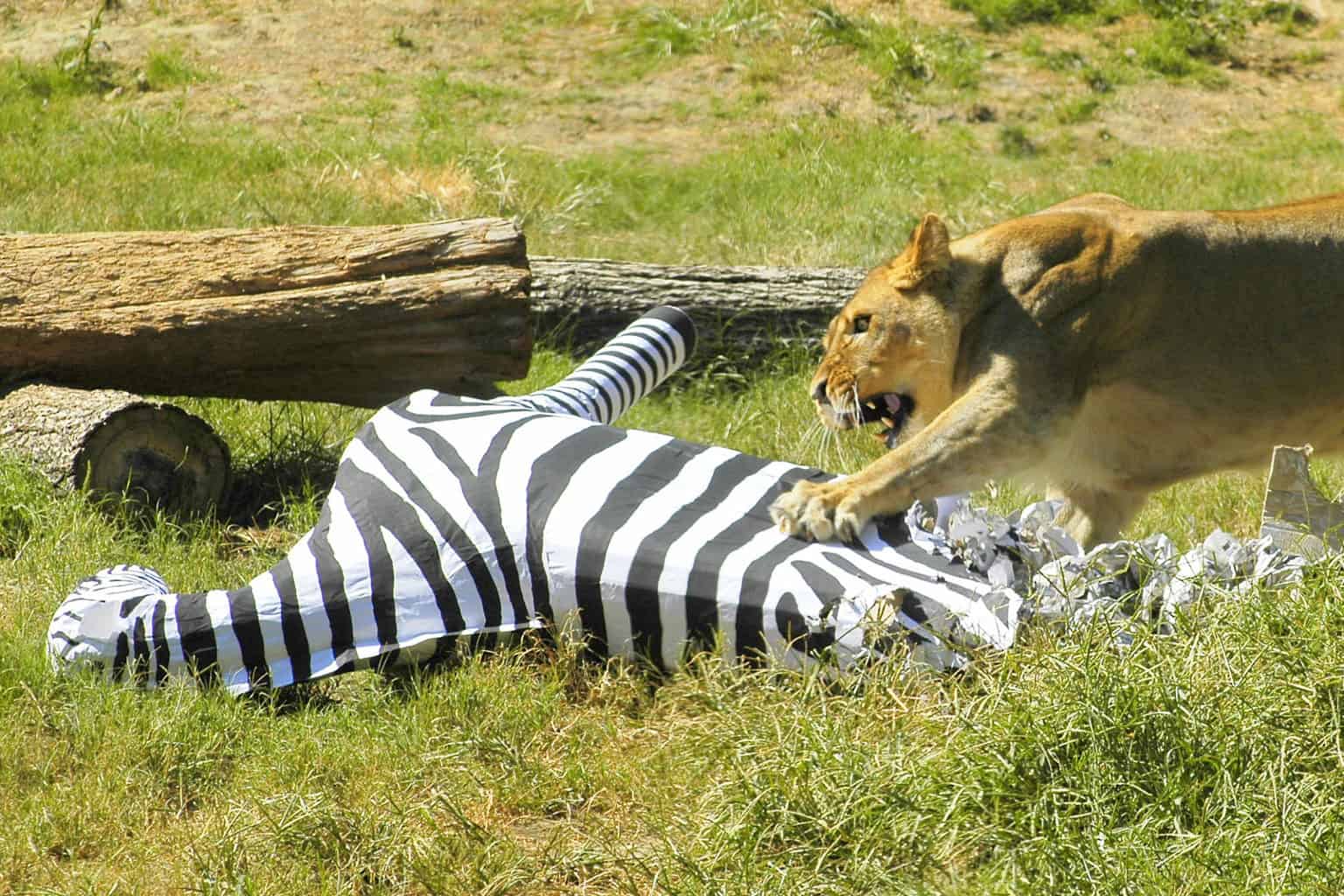 Lioness attacks a zebra pinata