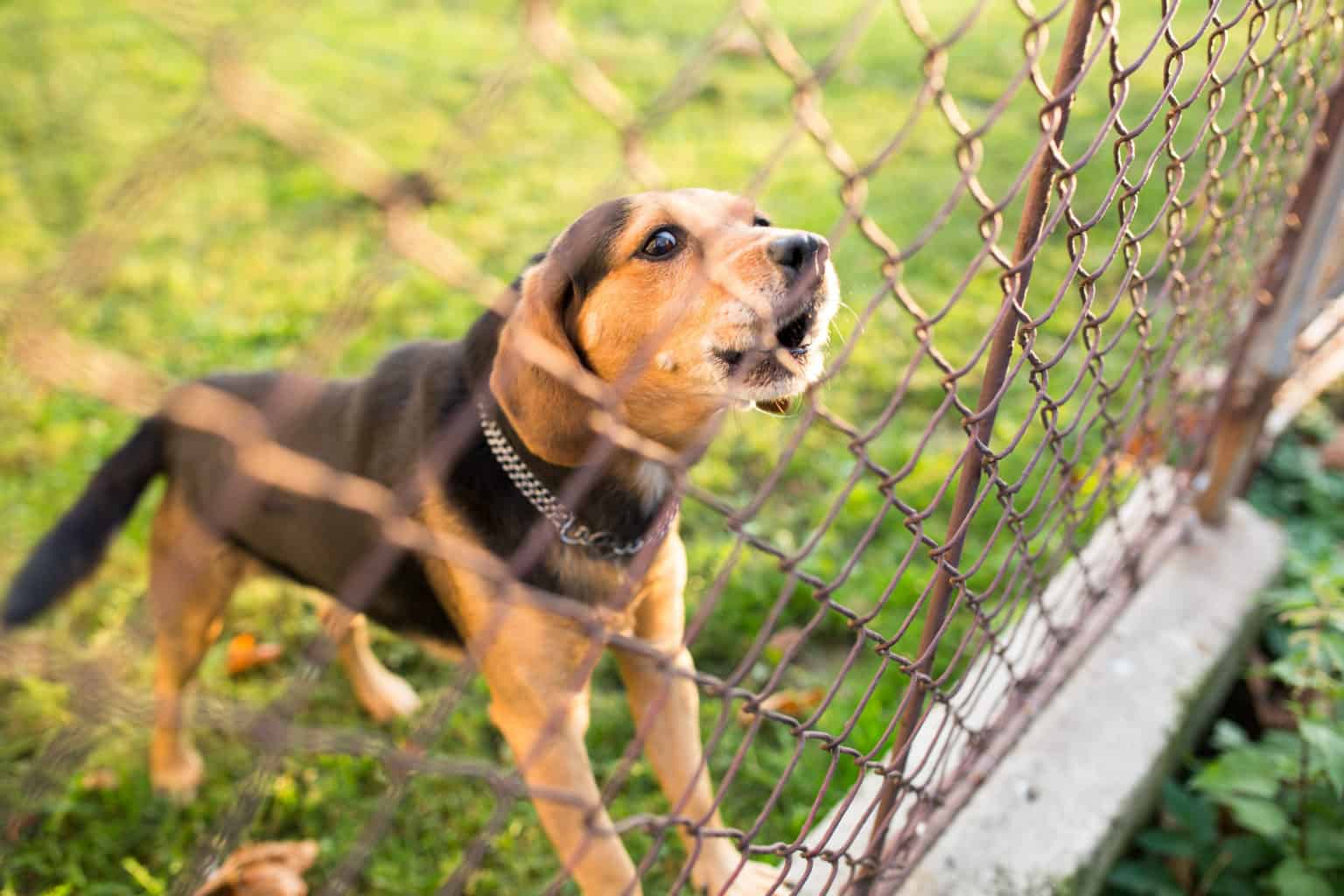 Young dog barks through the garden fence