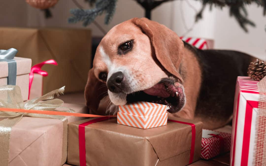 Holiday Season Preparation for Your Dog
