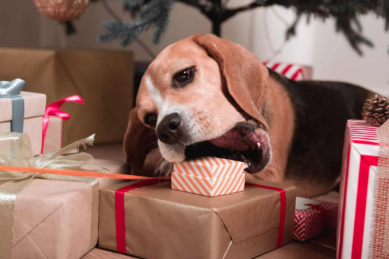 Beagle chewing Christmas present left under the tree