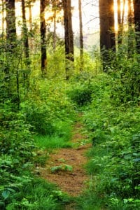 Overgrown path in the woods