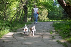 Jack Russell Terriers pulling at far end of their extending leads, far away from the owner