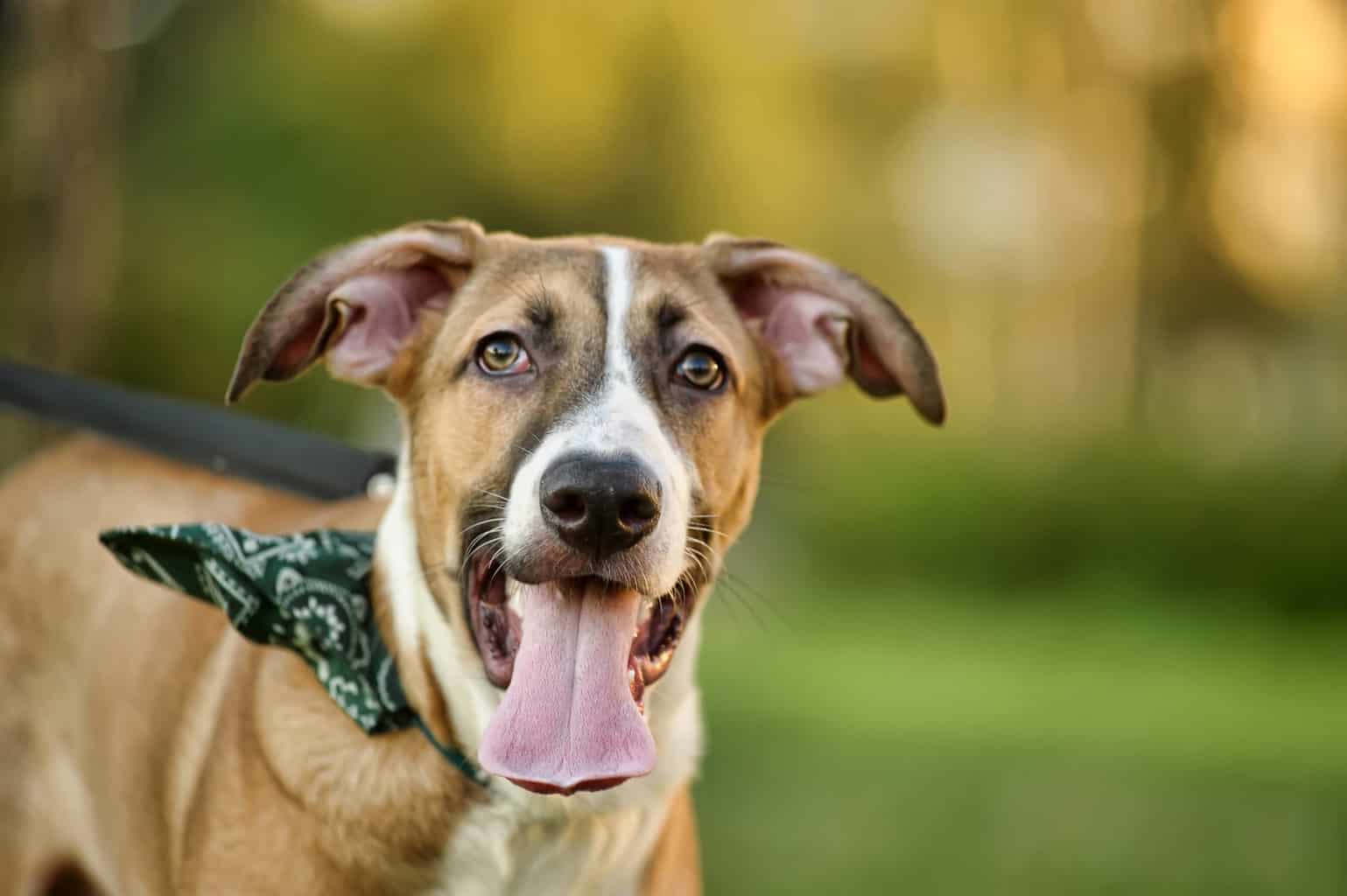 Dog Trainer, Dog Behaviourist and Veterinary Behaviourist: What's the ...