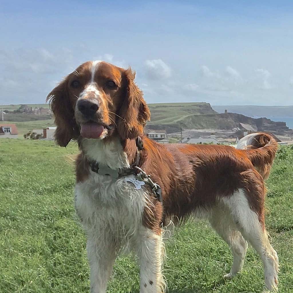 Wilson, a Welsh Springer Spaniel on top of cliffs in Cornwall