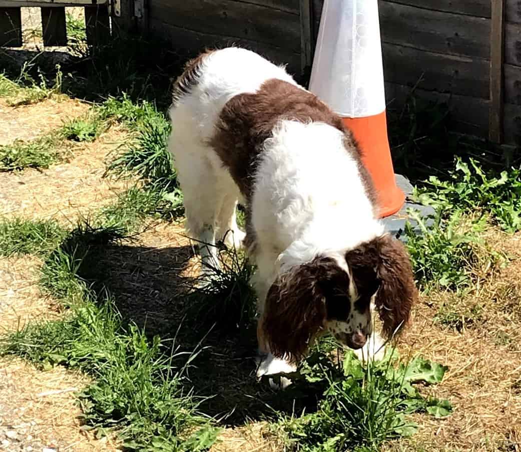 Breckin pulling up dandelions