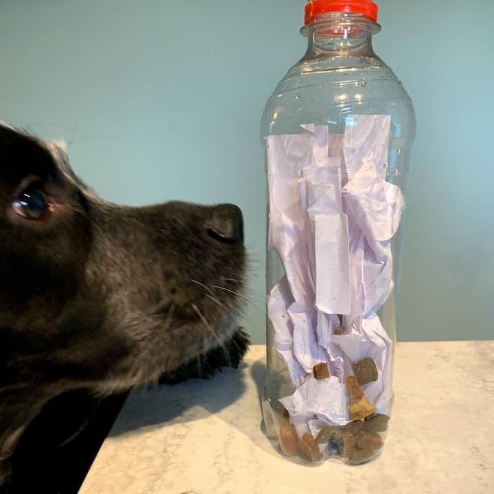 DIY Dog Treat Dispenser Toy