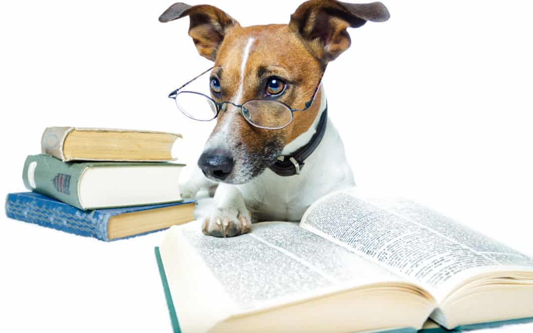 Small brown and white terrier reading a book wearing glasses