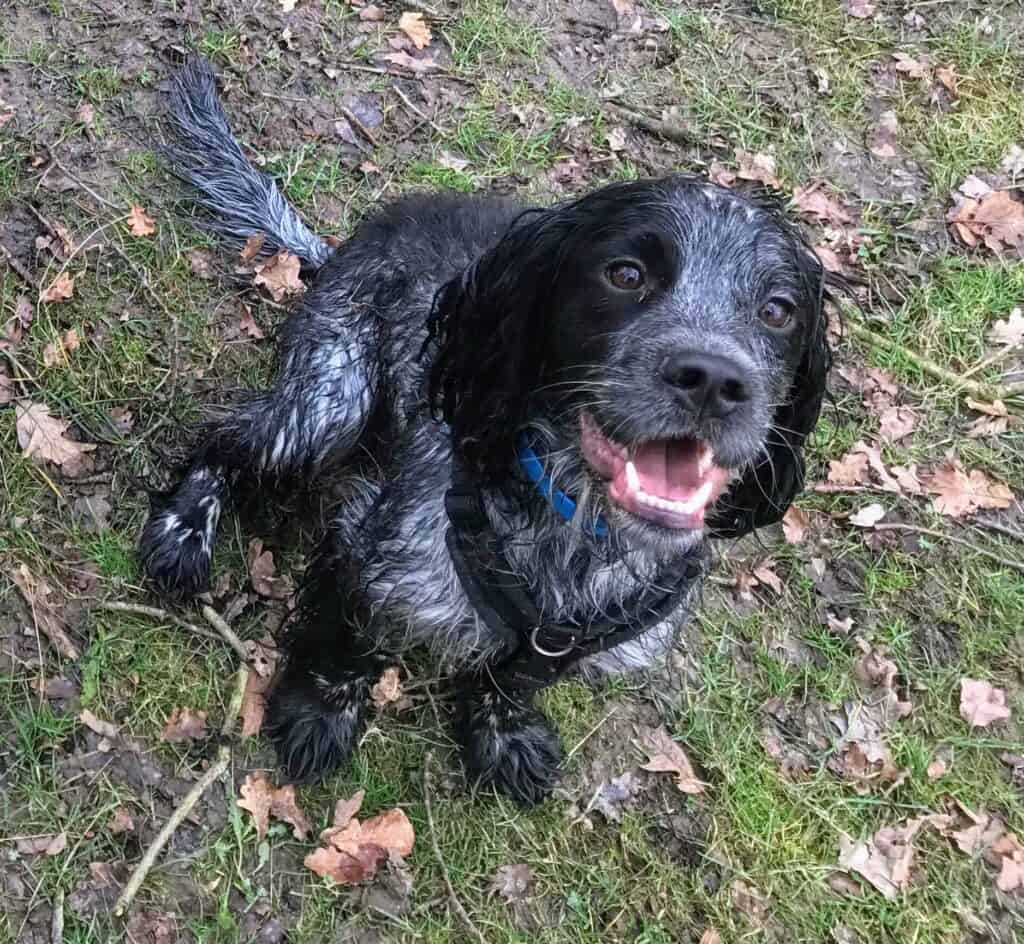 Wet blue roan cocker spaniel sitting on grass