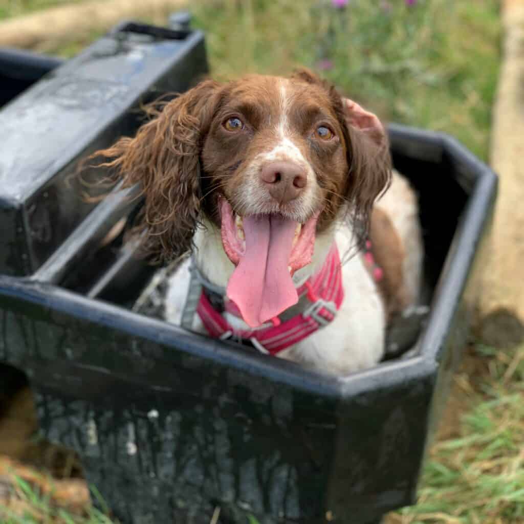 fraggle stationing in water trough to cool off