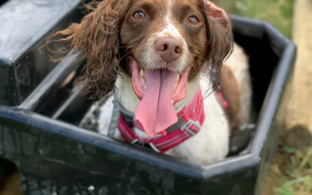 Liver and white springer spaniel sitting in a water trough to cool off