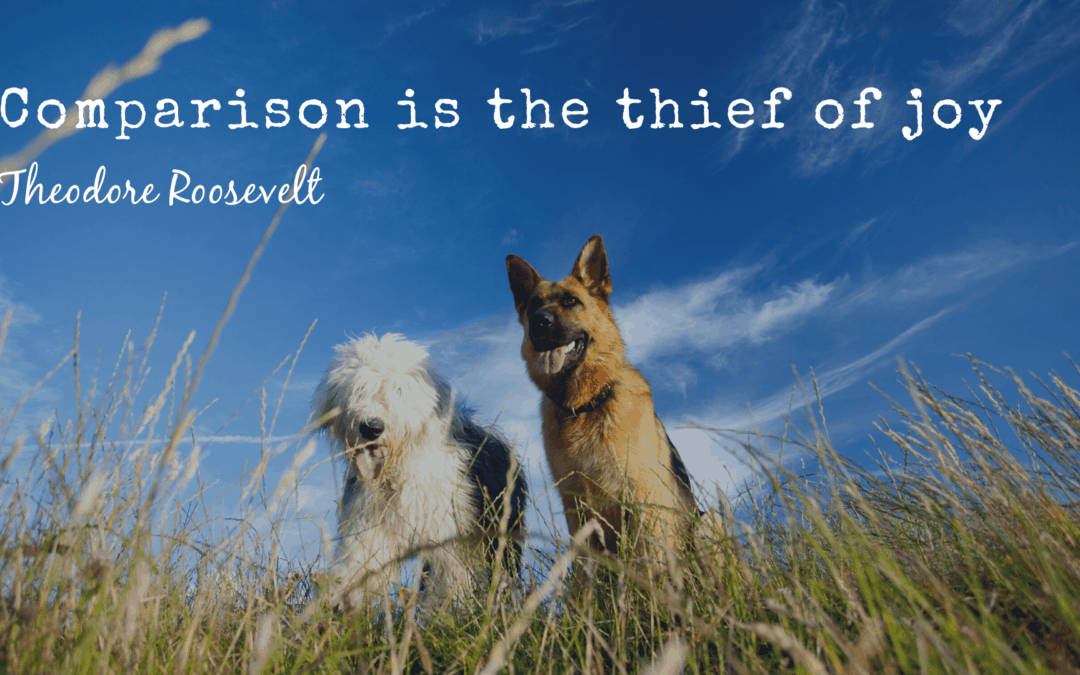 Comparison is the thief of joy is a quote attributed to Theodore Roosevelt