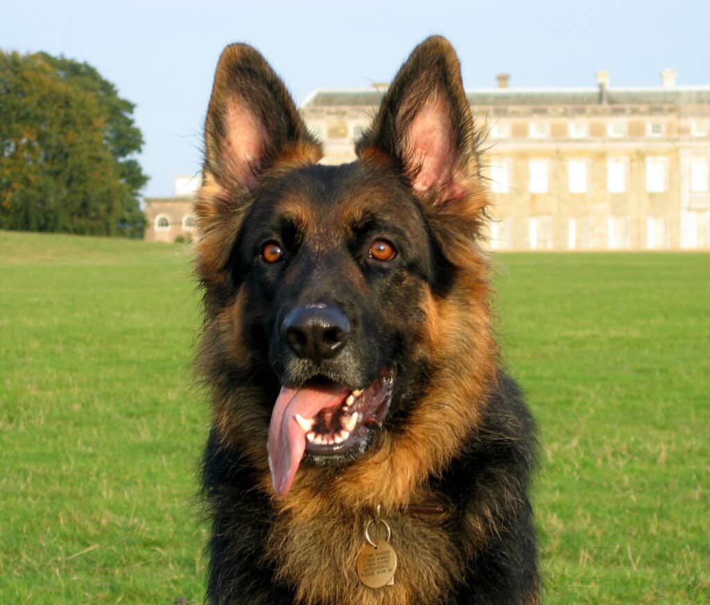 Khanu, German Shepherd Dog, sitting in front of Petworth House. The dog that opened the door to positive reinforcement and clicker training