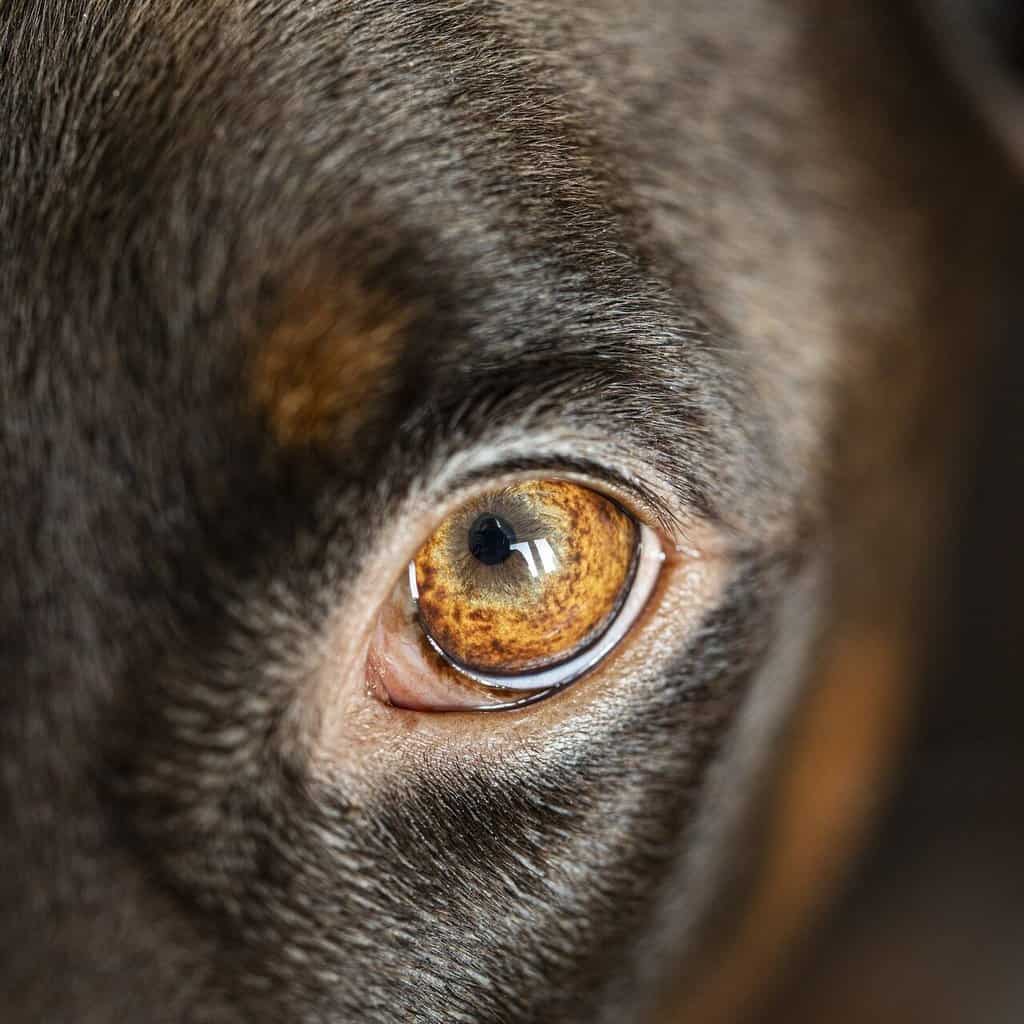 close up of a dog's nose