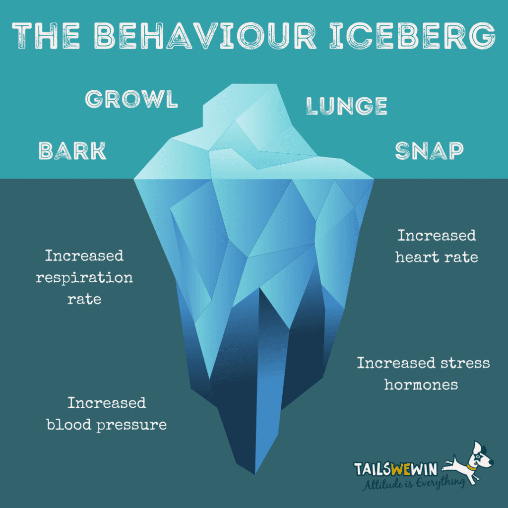 The behaviour problem iceberg. A stylised image of an iceberg. The words bark, growl, lunge & snap, site at the top of the iceberg, above the surface. Below surface where the larger part of the iceberg is are the words, increased respiration rate, increased stress hormones, increased heart rate, and increased blood pressure.