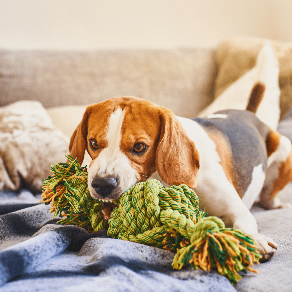 Dog guarding toy square