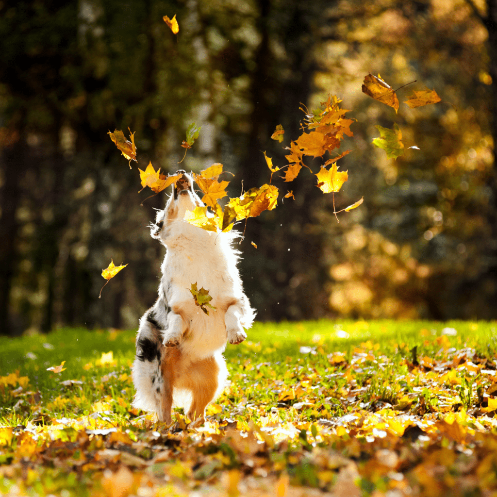 Dog over excited playing with leaves square