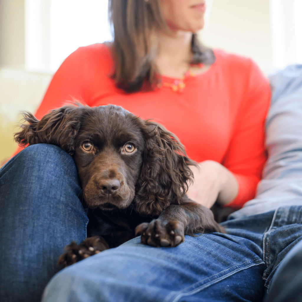 Spaniel relaxing on sofa with owners