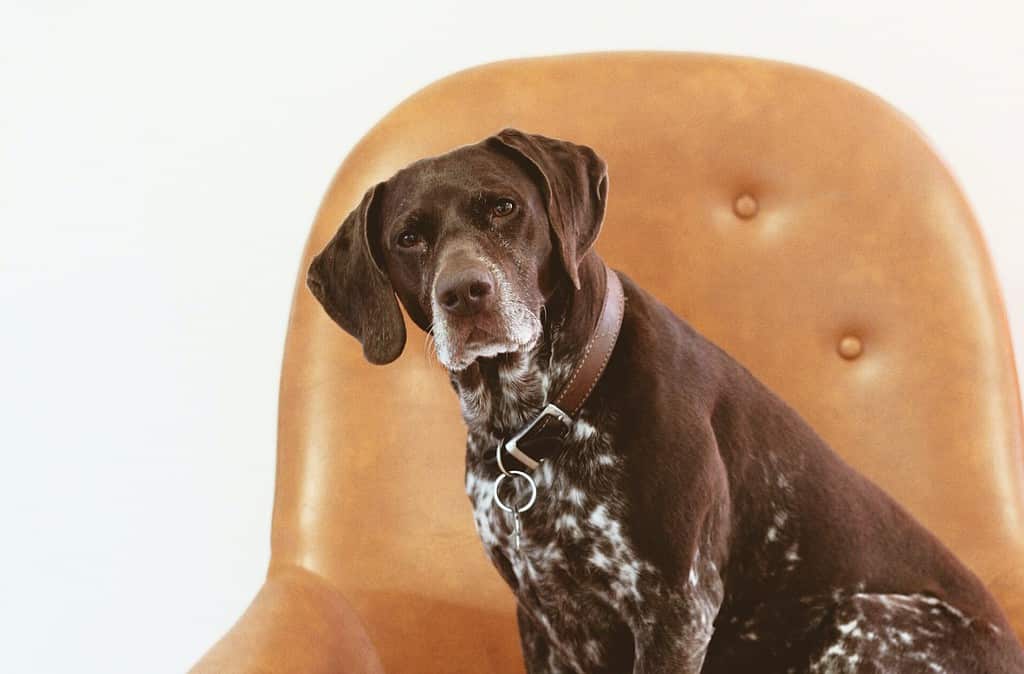 9 Bucket List Activities To Do With Your Aging Dog