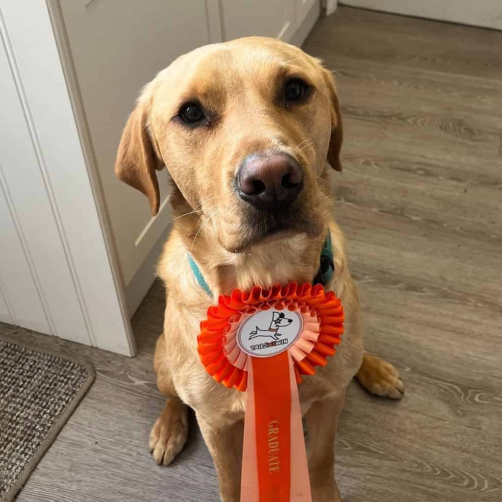 Buddy a graduate of Calm about Canines behaviour package