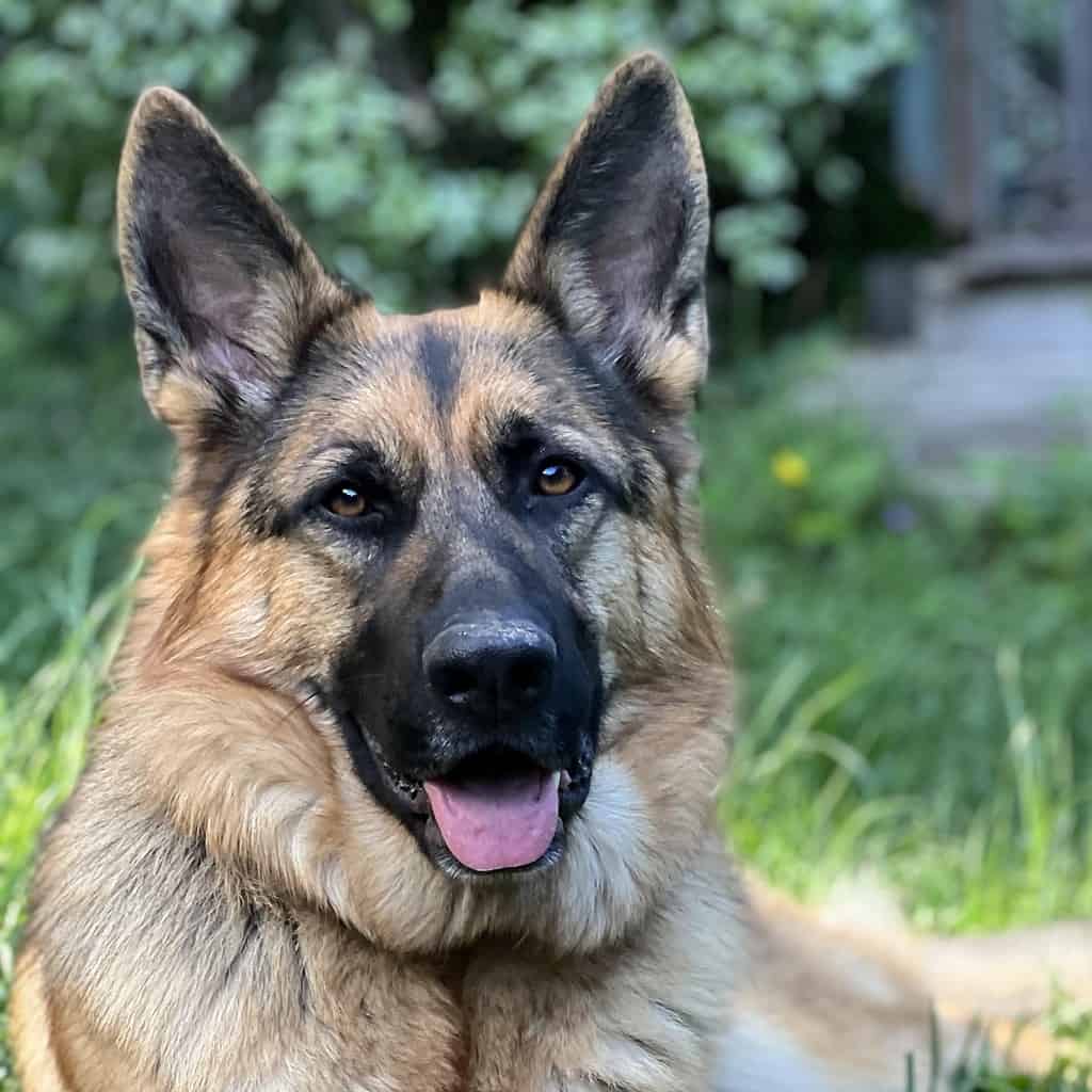 Buddy a graduate of Calm about Canines behaviour package