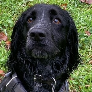 Buddy a graduate of Calm about Canines behaviour package