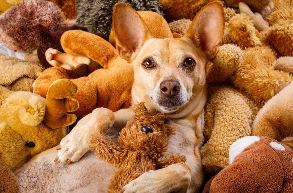 dog resting having a siesta on his bed with his teddy bears, tired and sleepy