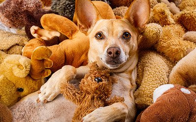Prevent Boredom, Reduce Problems: Toy Rotation for Dogs Made Easy