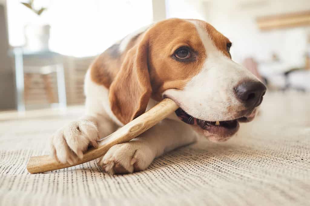 A sweet beagle dog chewing on a toy while lying on floor at home. It's wise to make sure there are always chewing outlets available in your toy rotation.