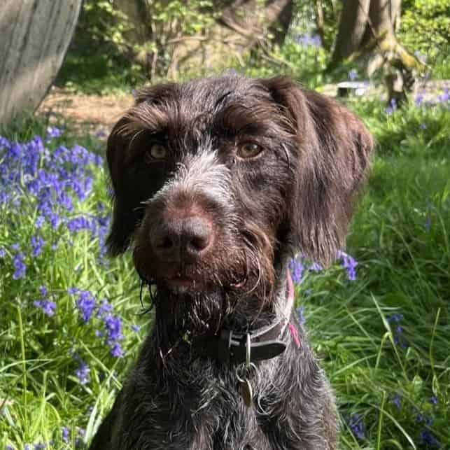 Buddy a graduate of Calm about Canines behaviour package