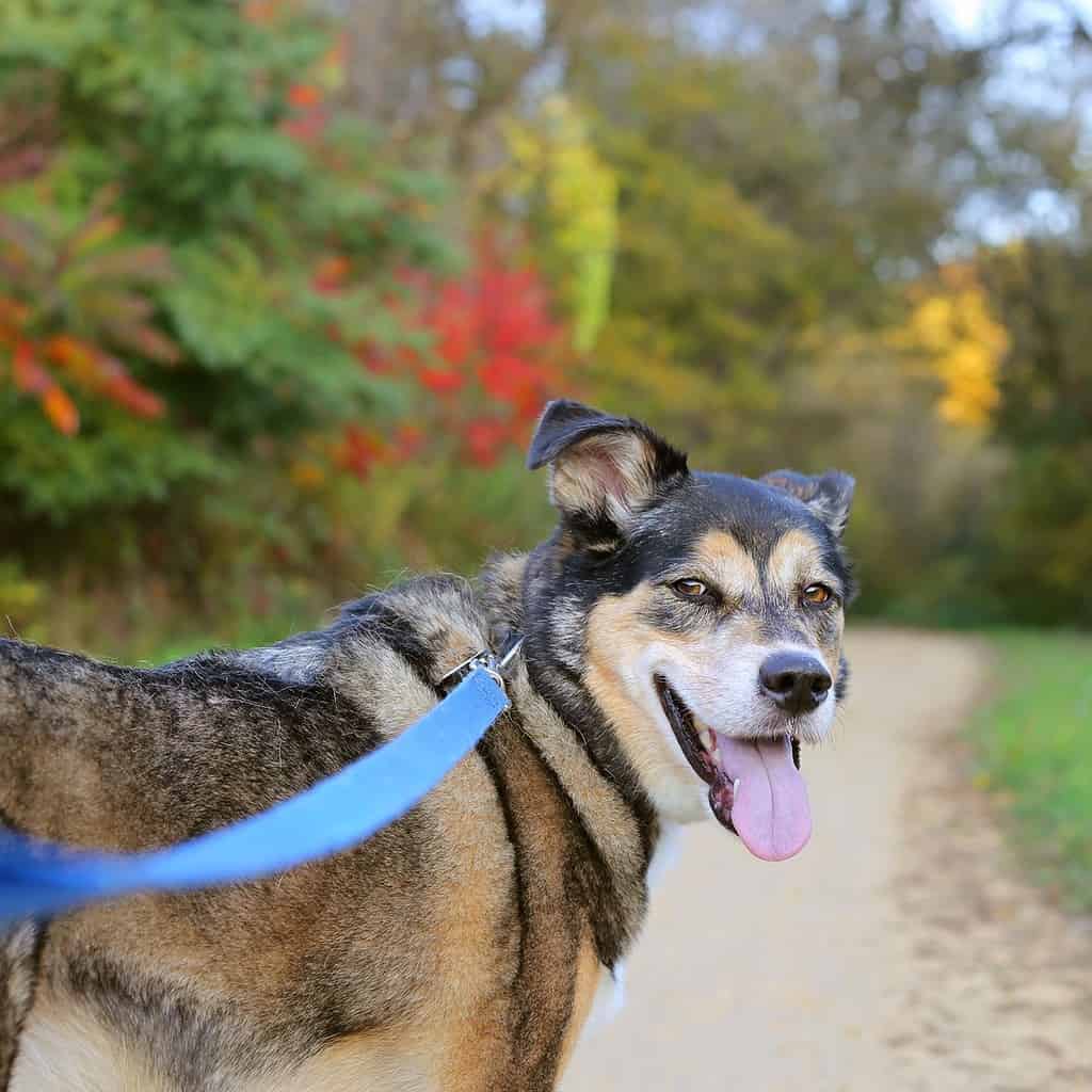 German Shepherd Cross Walking on Trail