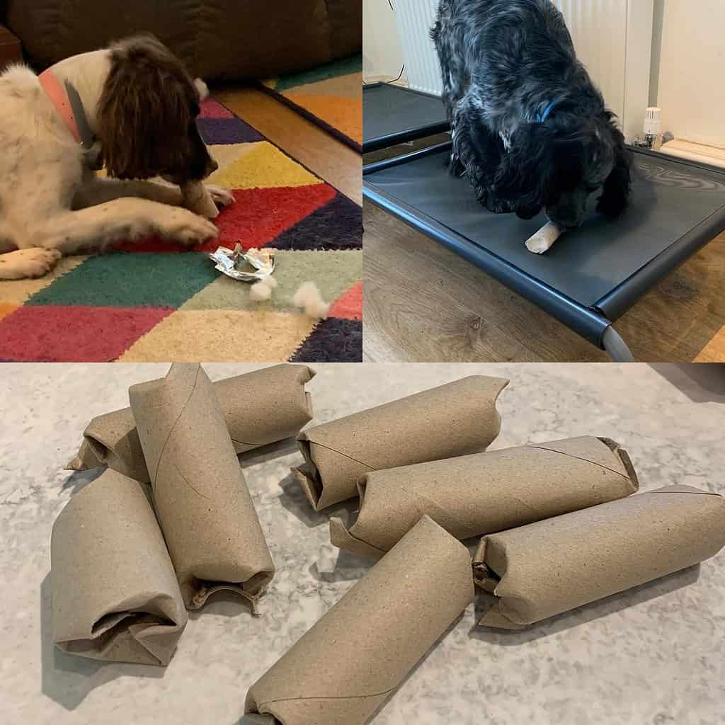 spaniels enjoying finding hidden treats inside empty toilet rolls