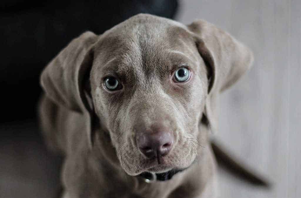 Time to Unleash a New Companion? A Guide to Considering Another Dog
