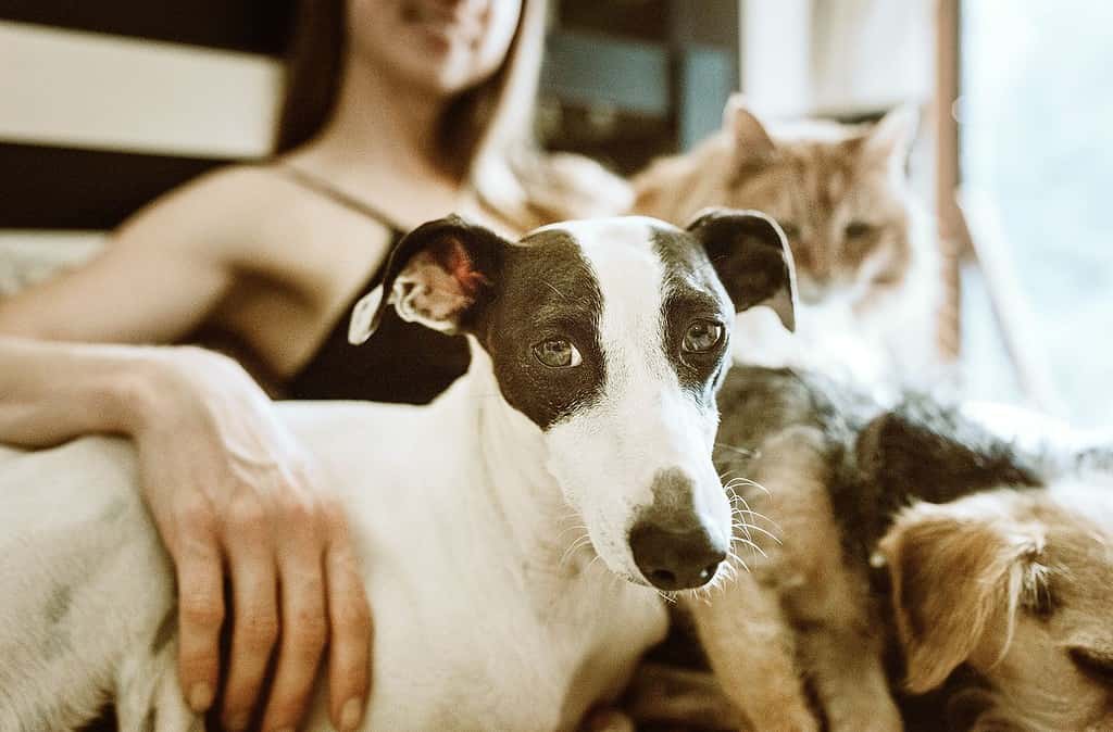 White woman sitting down surrounded by her cat and two dogs. A white sighthound looks at the viewer.