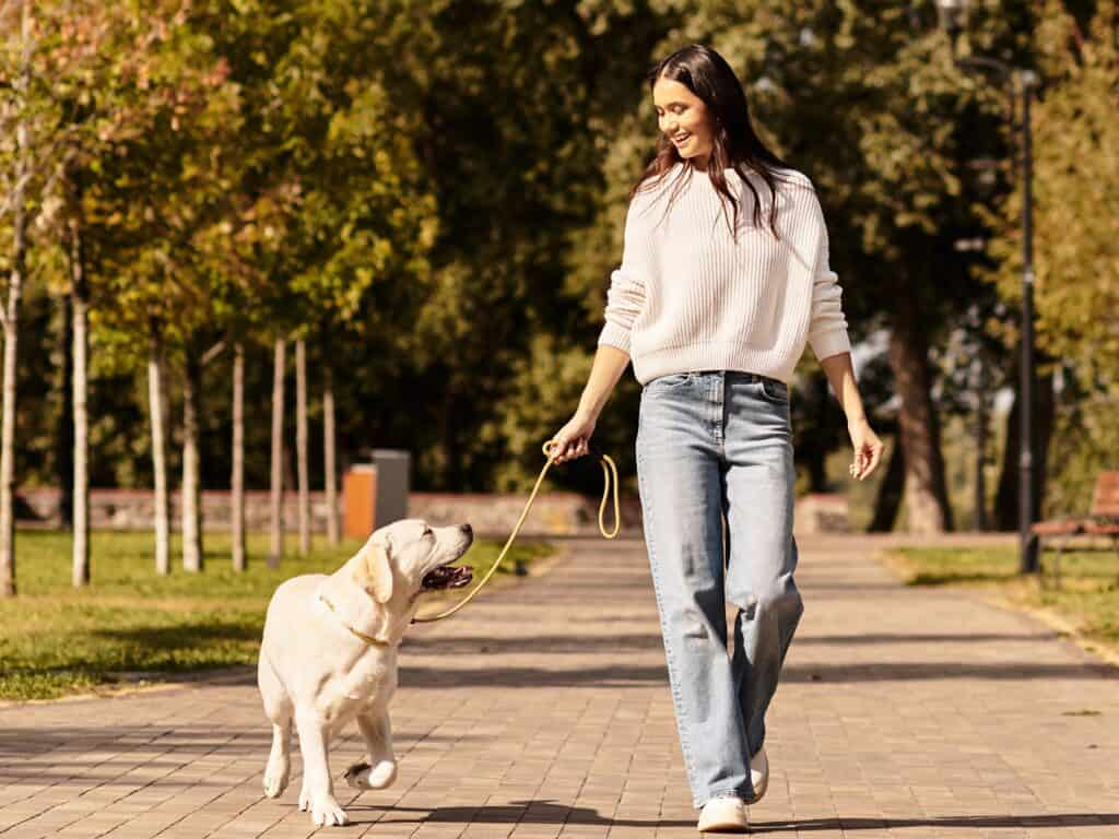 A dog walking on a loose lead, checking in with their owner for engagement and focus during a walk