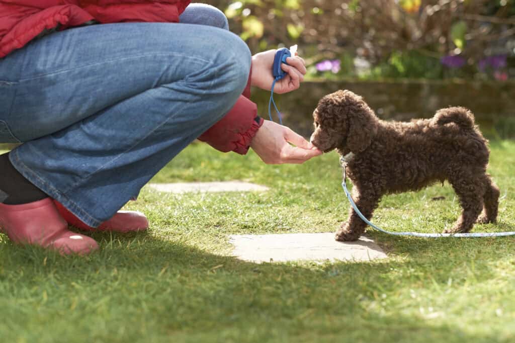 An owner using a clicker and delivering a treat to reinforce desired behaviour in a puppy.