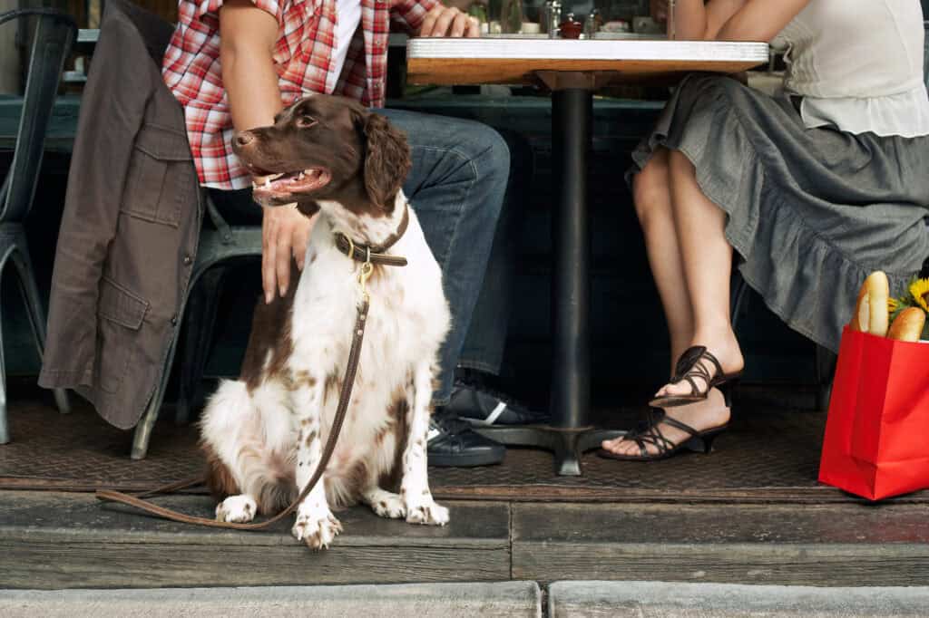 A dog practicing foundational training by sitting calmly in a public setting while being stroked by their owner as tactile reinforcement.