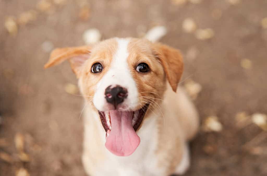 A well-trained young puppy making eye contact, demonstrating strong foundational training skills