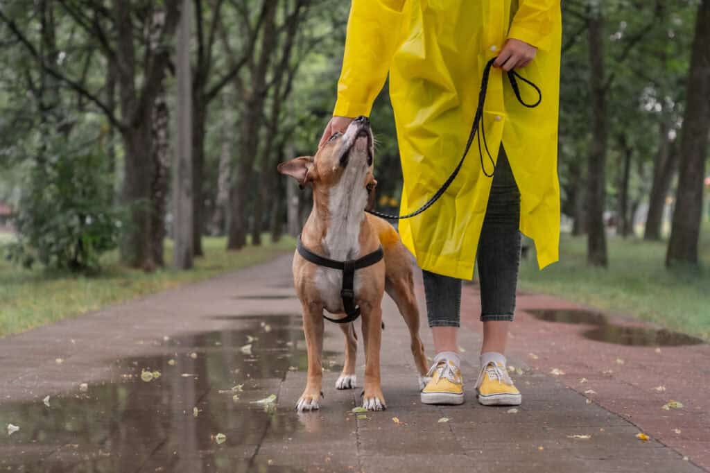 A brown dog on a lead looking up at their person in a yellow raincoat during a quiet walk in a tree-lined park.